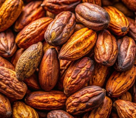 Soin amaincissant feuilles de thé et feve de cacao